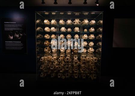 Eisbärschädeln im Naturhistorischen Museum von Dänemark / Zoologisches Museum der Universität Kopenhagen (Ursus maritimus) (Bear Skull) Stockfoto