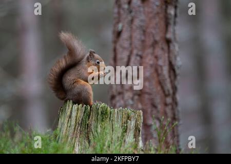 Ein eurasisches rotes Eichhörnchen Sciurus vulgaris mit einem buschigen Winterschwanz, der eine Haselnuss auf einem alten Baumstumpf in Schottland isst Stockfoto