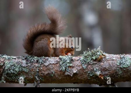 Ein eurasisches rotes Eichhörnchen Sciurus vulgaris mit einem buschigen Winterschwanz, der eine Haselnuss auf einem mit Flechten überzogenen Ast in Schottland isst Stockfoto