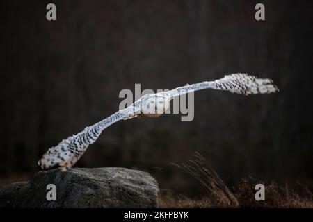 Snowy Owl Bubo scandiacus unter kontrollierten Bedingungen, die neben einer Waldrodung in den schottischen Cairngorms, Großbritannien, fliegen Stockfoto