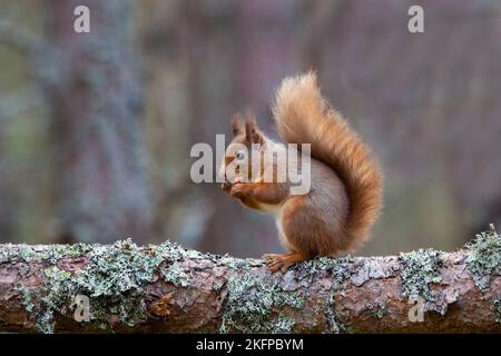 Ein eurasisches rotes Eichhörnchen Sciurus vulgaris mit einem buschigen Winterschwanz, der eine Haselnuss auf einem mit Flechten überzogenen Ast in Schottland isst Stockfoto