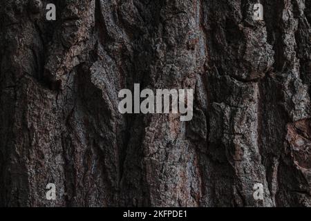 Baumrinde. Holzstruktur. Strukturmuster der Baumrinde Stockfoto