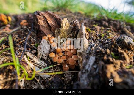 Eine Nahaufnahme von Steinpilzen, die auf den Resten eines Baumes wachsen - Hypholoma lateritium Stockfoto