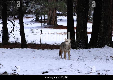 Coyote zu Fuß durch den Winterschnee im Yosemite National Park Stockfoto