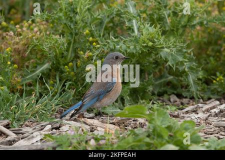 Westlicher Blaukiefer, unreife weibliche Sialia mexicana Stockfoto