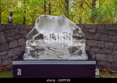 London, England, Großbritannien. 19.. November 2022. Eisbären-Skulptur. Im Rahmen des Wintereisevents, das darauf abzielt, die Dringlichkeit des Schutzes gefährdeter Arten weltweit hervorzuheben, haben Bildhauer in Canary Wharf Eisskulpturen von Tieren geschaffen. (Bild: © Vuk Valcic/ZUMA Press Wire) Stockfoto