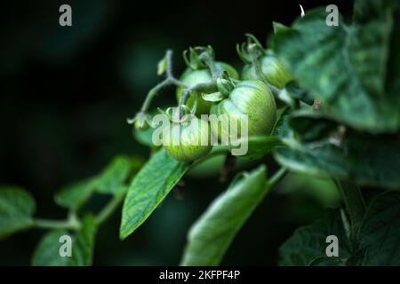 Frische unreife grüne Tomaten auf Pflanzen Stockfoto