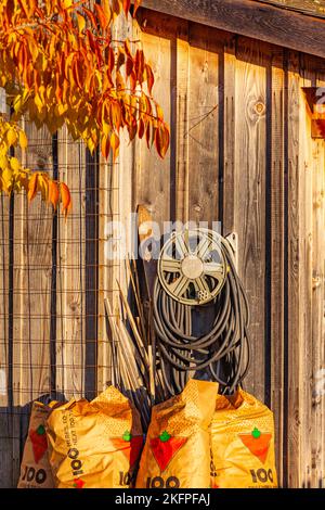 Gartenabfälle, die in biologisch abbaubaren Papiertüten in Steveston British Columbia, Kanada, gesammelt werden Stockfoto