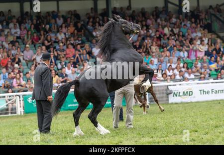 Welsh Cob Hengstklassen auf der Royal Welsh Show 2022 im Hauptring. Builth Wells, Powys, Wales. Stockfoto