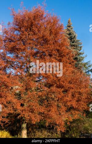 Sumpfzypresse, Baum, Taxodium destichum „Peve Minaret“ Herbst, rostig, Farbe Stockfoto