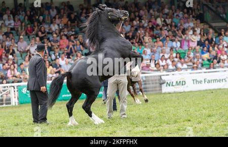 Welsh Cob Hengstklassen auf der Royal Welsh Show 2022 im Hauptring. Builth Wells, Powys, Wales. Stockfoto