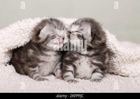 2 Britische Kurzhaar-Babys Stockfoto