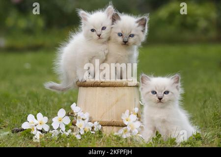 3 Ragdoll Kitten Stockfoto