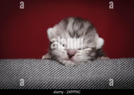 Britisch Kurzhaar Babys Stockfoto