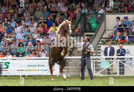 Welsh Cob Hengstklassen auf der Royal Welsh Show 2022 im Hauptring. Builth Wells, Powys, Wales. Stockfoto