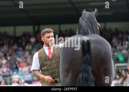 Welsh Cob Hengstklassen auf der Royal Welsh Show 2022 im Hauptring. Builth Wells, Powys, Wales. Stockfoto