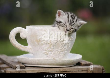 Britisch Kurzhaar Kätzchen Stockfoto