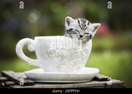 Britisch Kurzhaar Kätzchen Stockfoto