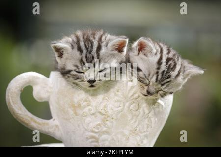 Britisch Kurzhaar Kätzchen Stockfoto