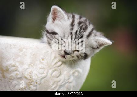 Britisch Kurzhaar Kätzchen Stockfoto