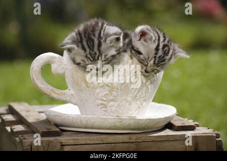 Britisch Kurzhaar Kätzchen Stockfoto