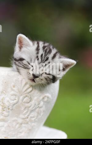 Britisch Kurzhaar Kätzchen Stockfoto