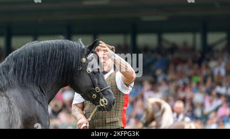 Welsh Cob Hengstklassen auf der Royal Welsh Show 2022 im Hauptring. Builth Wells, Powys, Wales. Stockfoto