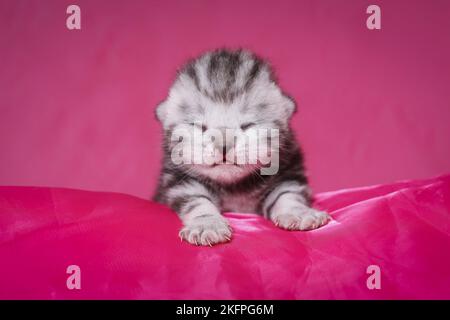 Neugeborenes britisches Kurzhaar-Kätzchen Stockfoto