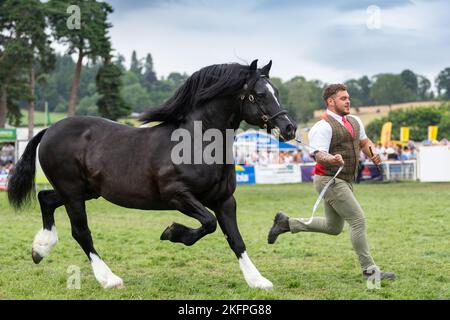 Welsh Cob Hengstklassen auf der Royal Welsh Show 2022 im Hauptring. Builth Wells, Powys, Wales. Stockfoto