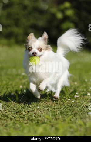 langhaarige Chihuahua zu spielen Stockfoto