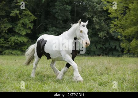 Irish Tinker Trab Stockfoto