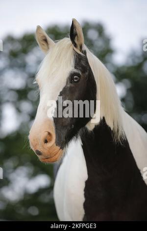 Irish Tinker-Portrait Stockfoto