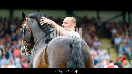 Welsh Cob Hengstklassen auf der Royal Welsh Show 2022 im Hauptring. Builth Wells, Powys, Wales. Stockfoto