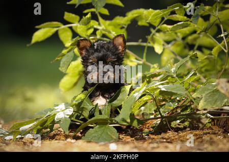 Yorkshire Terrier Welpen Stockfoto