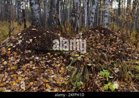 Großer Ameisenhaufen im Herbstwald Stockfoto