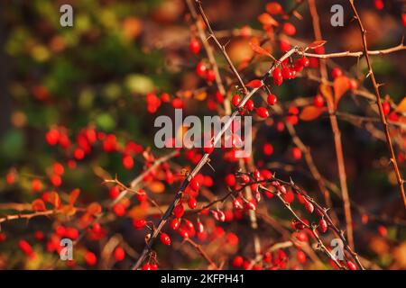 Die roten Früchte der Berberitze auf dem Ast im herbstlichen Garten, aus der Nähe. Reife Berberis sibirica Beeren sind bereit für die Ernte. Stockfoto