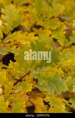 Grün-gelbe Eichenblätter auf einem Zweig im Sonnenlicht.Hintergrund Stockfoto