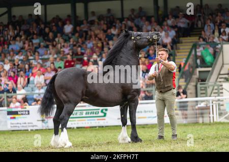 Welsh Cob Hengstklassen auf der Royal Welsh Show 2022 im Hauptring. Builth Wells, Powys, Wales. Stockfoto