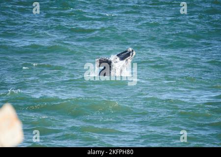 Südlicher rechter Walkalb, der vom landbasierten Standort Hermanus Südafrika aus gesehen wird. Jährliche Migration von der Antarktis zum Kalben und Mate. Stockfoto