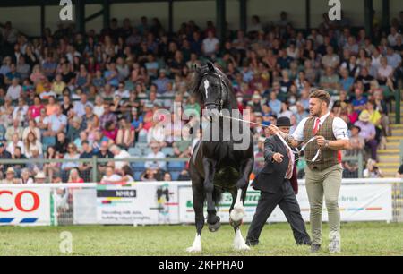 Welsh Cob Hengstklassen auf der Royal Welsh Show 2022 im Hauptring. Builth Wells, Powys, Wales. Stockfoto