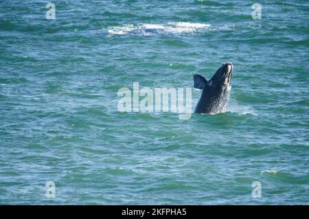 Südlicher rechter Walkalb, der vom landbasierten Standort Hermanus Südafrika aus gesehen wird. Jährliche Migration von der Antarktis zum Kalben und Mate. Stockfoto