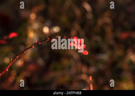 Die roten Blätter der Berberitze auf dem Ast mit den Dornen im herbstlichen Garten, aus der Nähe. Berberis thunbergii. Stockfoto