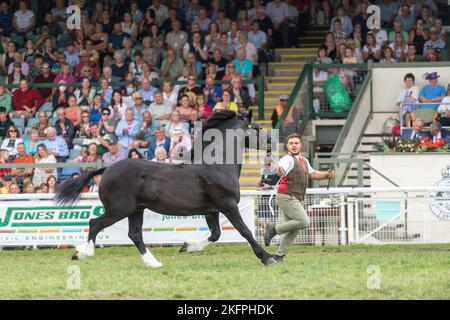 Welsh Cob Hengstklassen auf der Royal Welsh Show 2022 im Hauptring. Builth Wells, Powys, Wales. Stockfoto