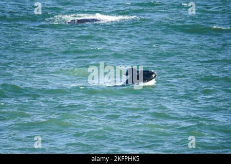 Südlicher rechter Walkalb, der vom landbasierten Standort Hermanus Südafrika aus gesehen wird. Jährliche Migration von der Antarktis zum Kalben und Mate. Stockfoto