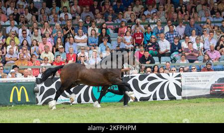 Welsh Cob Hengstklassen auf der Royal Welsh Show 2022 im Hauptring. Builth Wells, Powys, Wales. Stockfoto