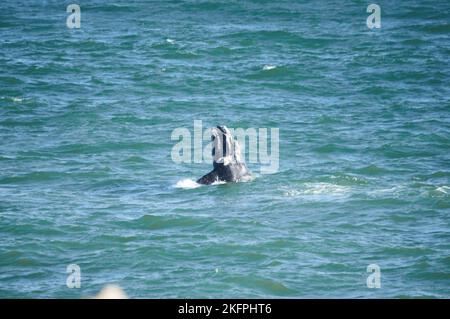 Südlicher rechter Walkalb, der vom landbasierten Standort Hermanus Südafrika aus gesehen wird. Jährliche Migration von der Antarktis zum Kalben und Mate. Stockfoto