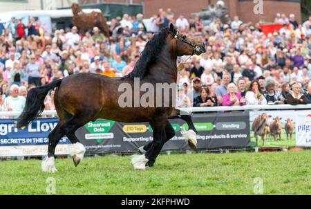 Welsh Cob Hengstklassen auf der Royal Welsh Show 2022 im Hauptring. Builth Wells, Powys, Wales. Stockfoto