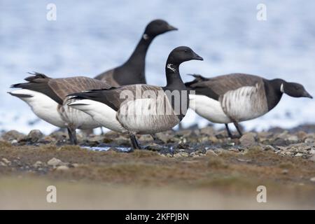 Brent Goose (Branta bernicla hrota), Erwachsene, die auf dem Boden stehen, Hauptstadtregion, Island Stockfoto