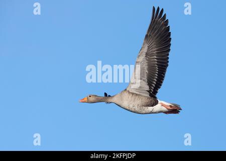 Graugans (Anser anser), Seitenansicht eines Erwachsenen im Flug, Nordost-Region, Island Stockfoto