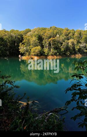 281 kleine Bucht am südöstlichen Ende des Lake Eacham, voll von reflektierendem, ruhigem Wasser. Queensland-Australien. Stockfoto